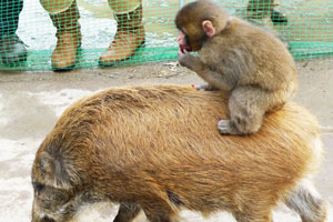 福知山市動物園